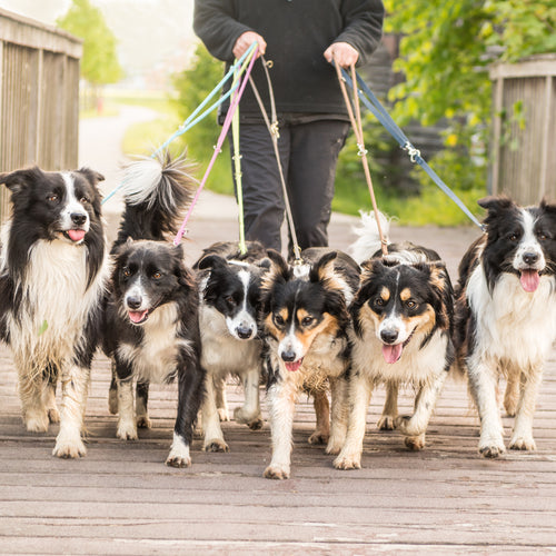 Common Dog Joint Health Issues